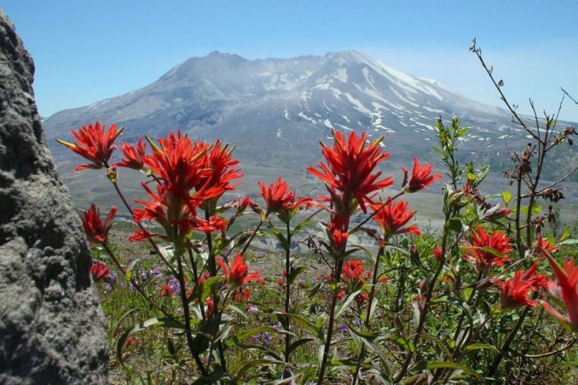 Blick auf den Mt. St. Helens