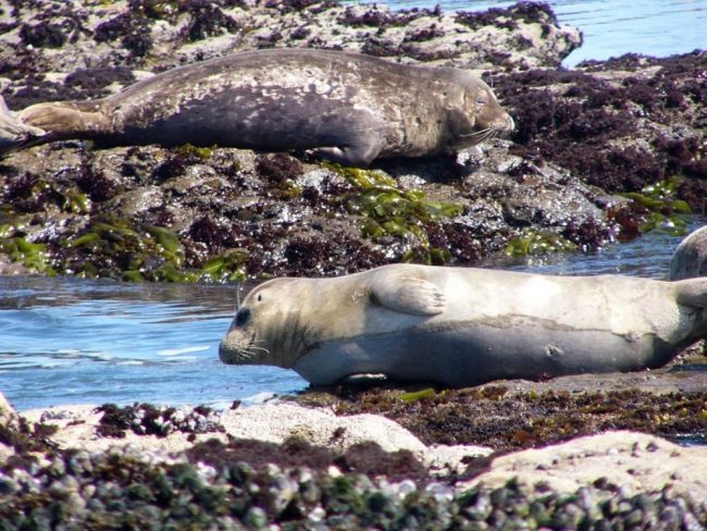 Seehunde an der Westk&uuml;ste