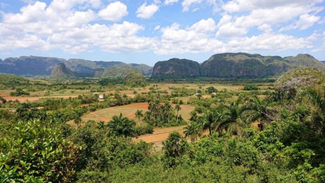 Flamingo auf Galapagos