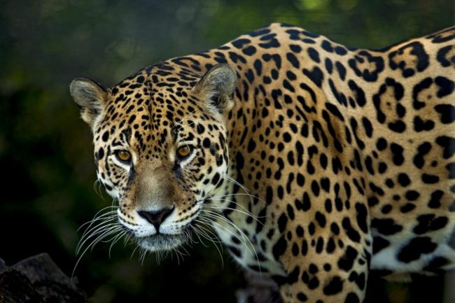 Die drittgr&ouml;&szlig;te Katze der Welt, der Jaguar (Panthera onca)