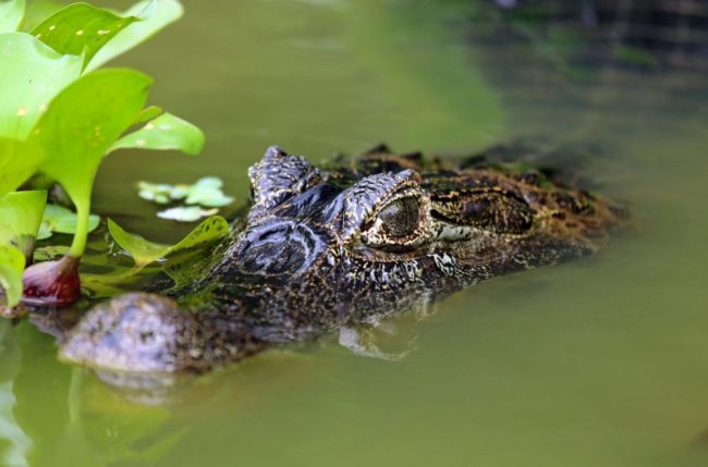 Kaiman auf der Pirsch