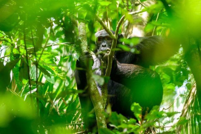 Schimpansen im Kibale-Nationalpark