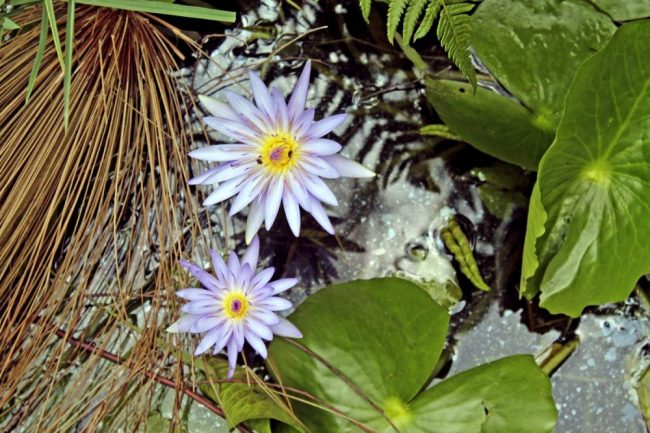 Seerosenbl&uuml;te im Bigodi-Sumpf