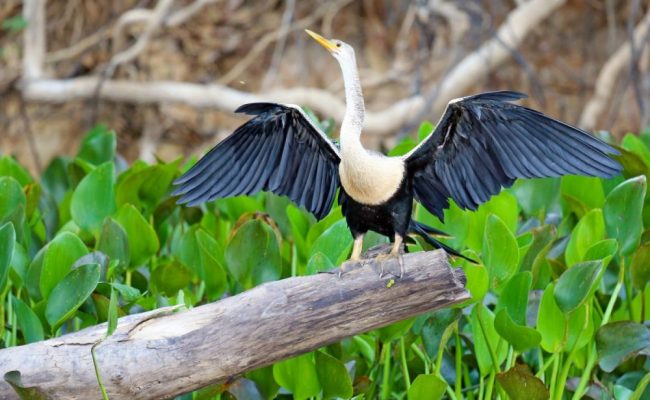 Schlangenhalsvogel mit ausgebreiteten Fl&uuml;geln