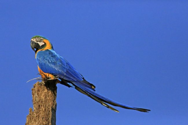 Gelbbrustara (Ara ararauna) im Pantanal
