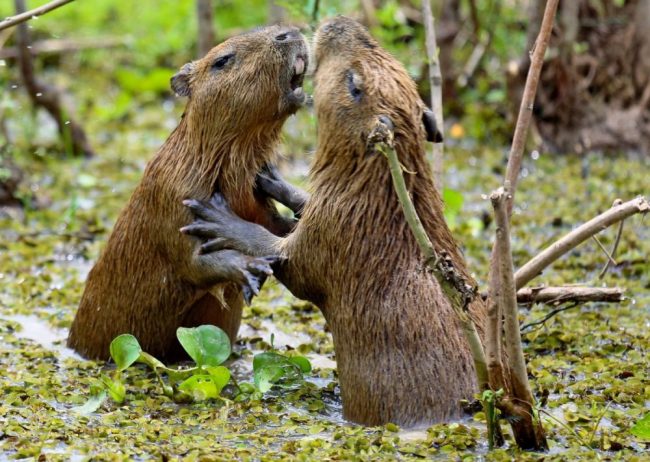 K&auml;mpfende Wasserschweine