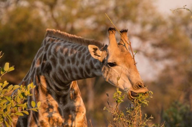 In luftiger H&ouml;he frisches Gr&uuml;n genie&szlig;en