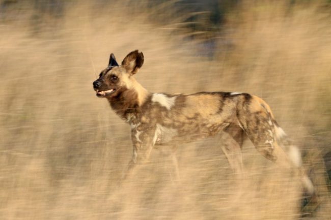 Wild Dog auf der Pirsch