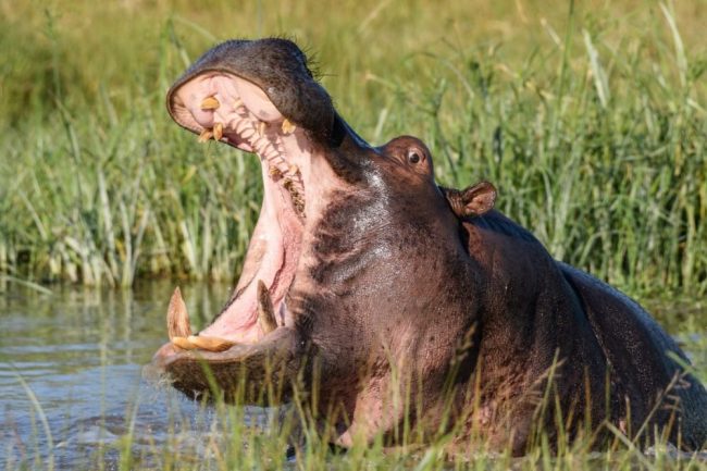 Macht klar, wer hier das Sagen hat: das Flusspferd