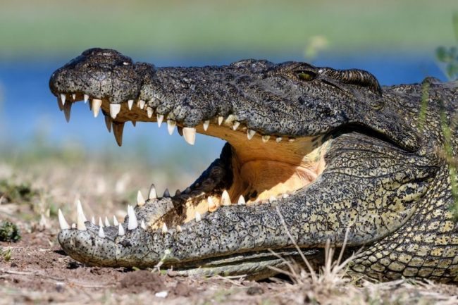 Nilkrokodil bei der Temperaturregulierung, Chobe River
