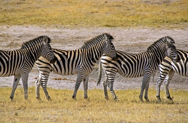 Zebraherde im Hwange NP
