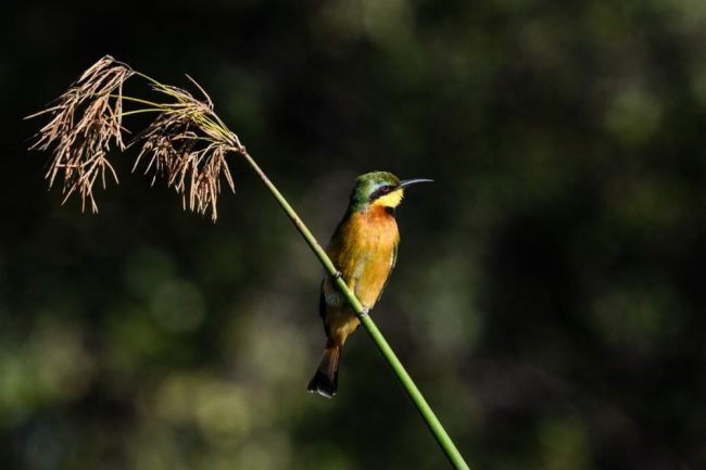 Zwergspint im Morgenlicht bei der Mokoro-Tour, Khwai, Botswana
