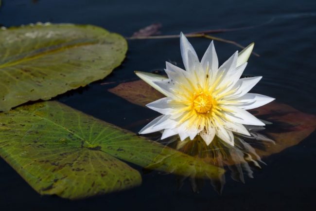 Seerose, aufgenommen aus dem traditionellen Einbaum (Mokoro), Khwai