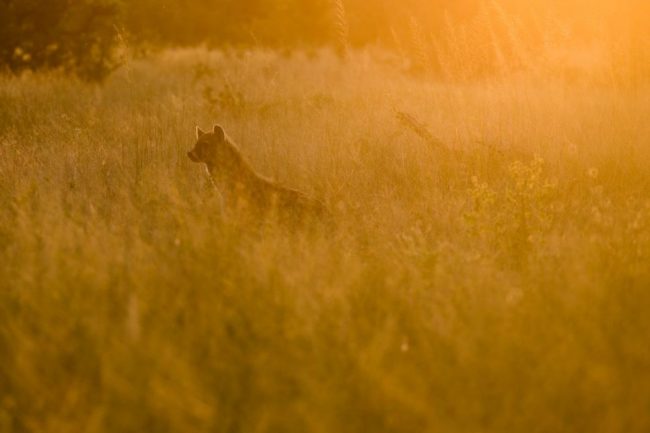 Begr&uuml;&szlig;ungskomitee in Khwai: Hy&auml;ne im Abendlicht 