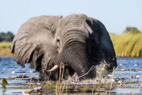 Entspannt bei der Seerosen-Ernte: Elefant in Moremi 