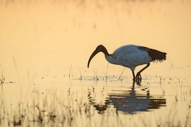 Heiliger Ibis im morgendlichen Gegenlicht, Moremi Game Reserve