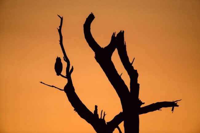 ein Milch-Uhu wartet auf die Dunkelhei