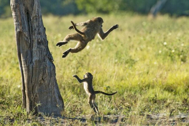 Spielende Paviane
