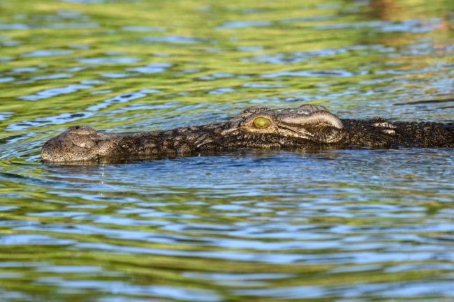Nilkrokodil am Chobe River, Chobe National Park, Botswana