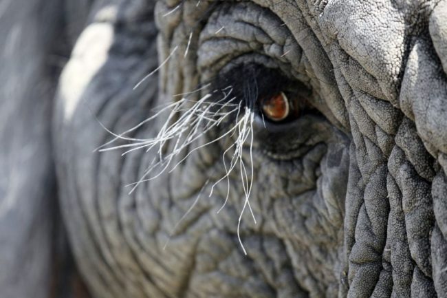 Kommen Sie den Elefanten nahe!