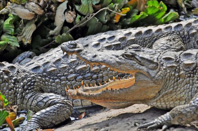 Im Djoudj Nationalpark