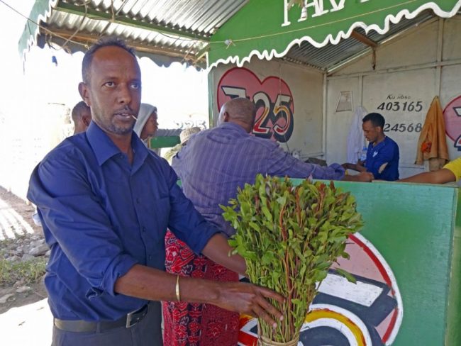 Khat &ndash; Das kauen von Koka-Bl&auml;ttern wirkt belebend