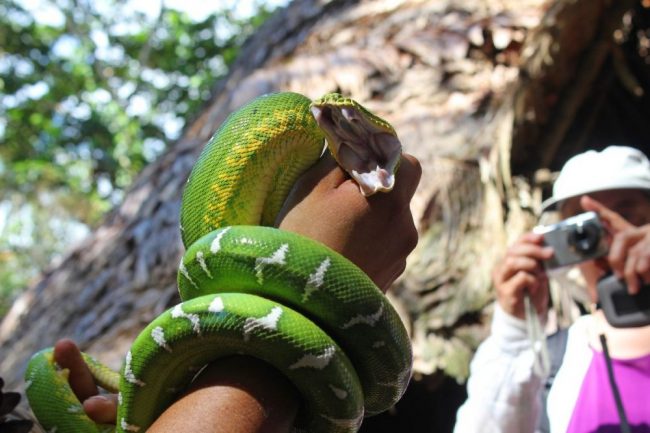 Canopy Walk im Regenwald
