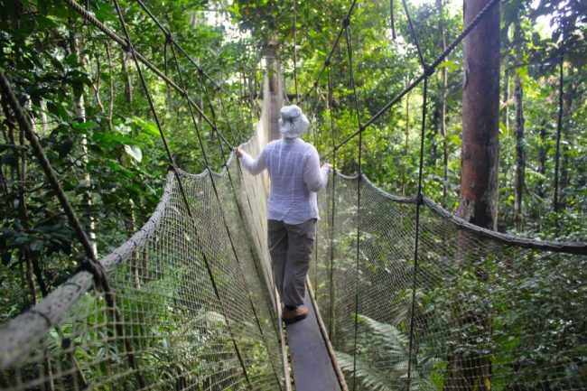 Canopy-Walkway im Amazonas-Regenwald der
