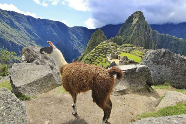 Frosch am Tambopata-Fluss in Amazonien