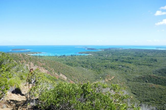 Spezialit&auml;t des Insel Ile de Pines &ndash; Bulime-Schnecken