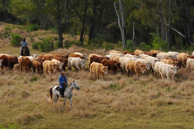 Ureinwohner Neukaledoniens geschm&uuml;ckt zum Tanz