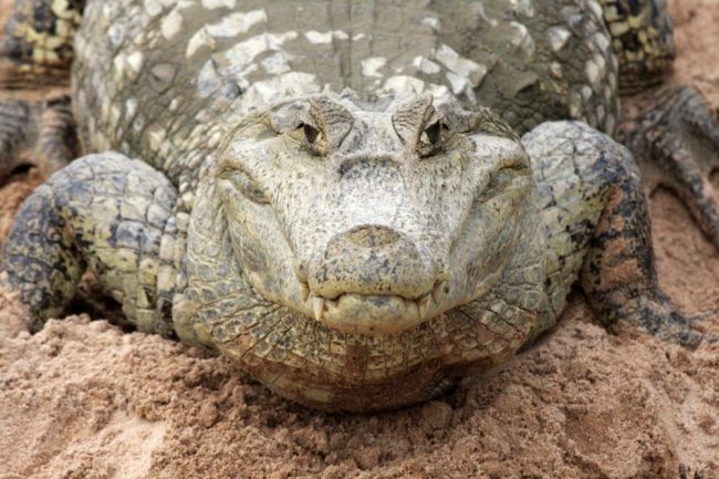 Auge in Auge mit einem Kaiman in den Llanos, Venezuela