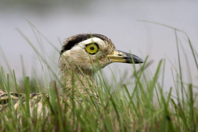 Dominikanertriel in den Llanos