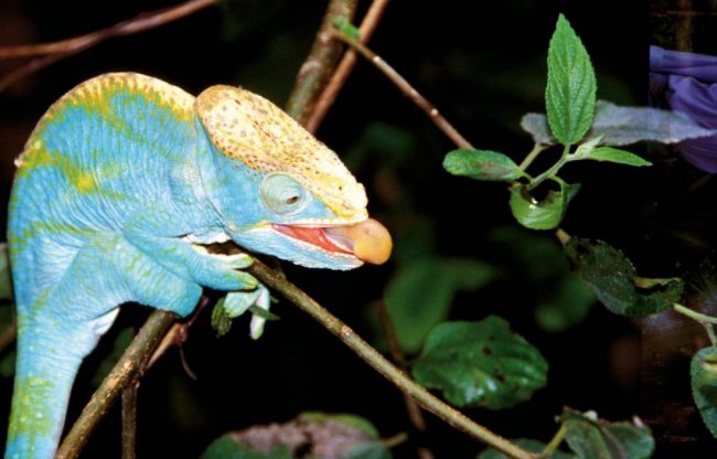 Blick auf die Tsingys