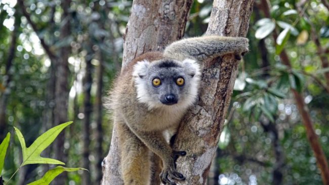 Lemur im Palmarium Reservat