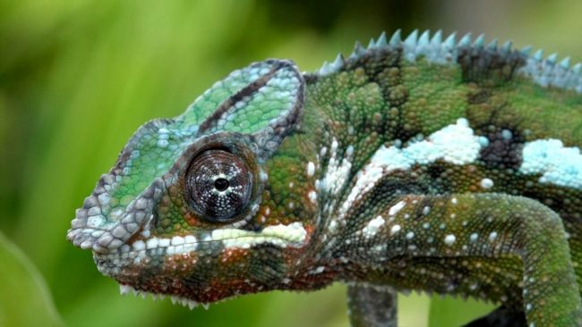 Exotische Blumen auf Masoala