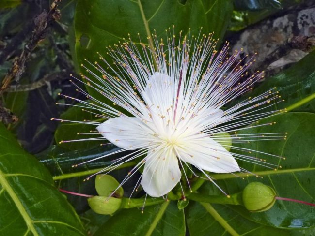 Abendstimmung in Morondava