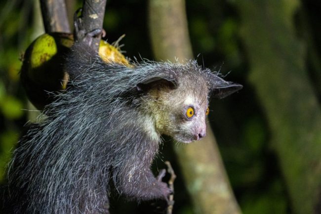 Indris im Andasibe NP