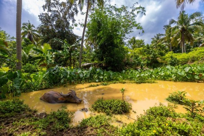 Ein Wasserb&uuml;ffel in einem Dorf auf den Philippinen