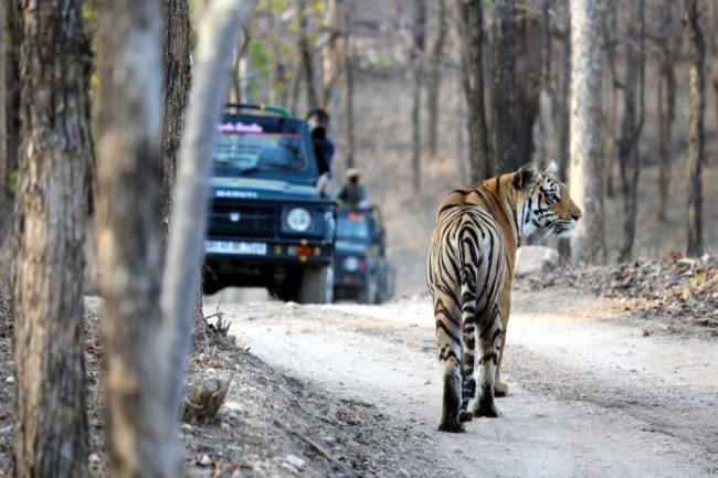 Tiger Safarigel&auml;ndewagen