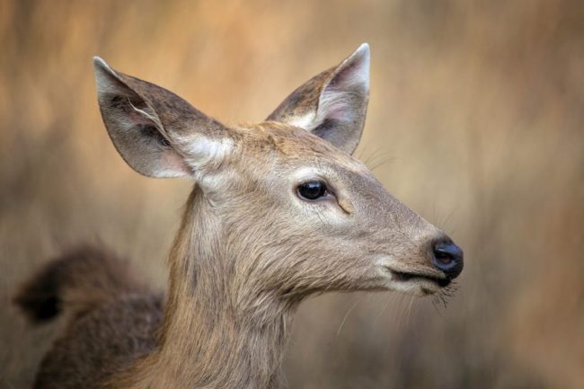 Sambar-Kitz im Tadoba-Tigerreservat. Das gr&ouml;&szlig;te Reh Indiens hat ein struppiges, braunes Fell, gro&szlig;es Geweih und gro&szlig;e Ohren, die typisch f&uuml;r ein Waldhirsch sind.