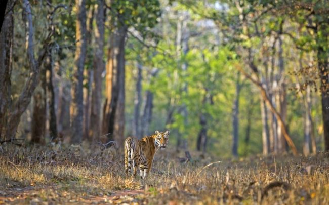 Bengalischer K&ouml;nigstiger