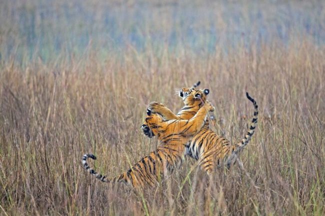 Spielende junge Bengal-Tiger im hohen Gras