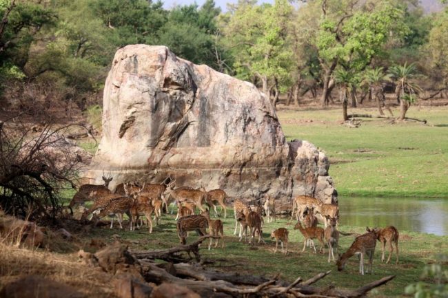 Eine gro&szlig;e Herde Axishirsche grasen an einer Wasserstelle. Ihr rostbraunes Fell ist mit wei&szlig;en Flecken &uuml;bers&auml;t.
