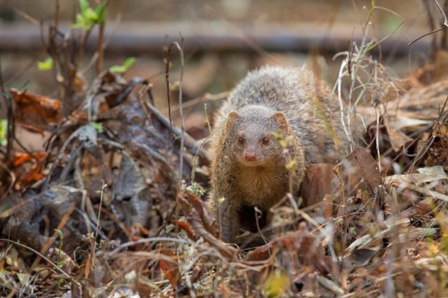 Roter Mungo unterwegs im Tadoba-Nationalpark. Der indische Mungo ist tagaktiv und sein Unterschlumpf ist in Felsh&ouml;hlen oder in Erdl&ouml;chern.