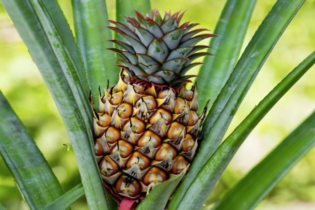 Ananaspflanze