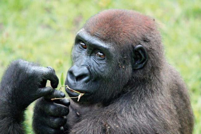 Auf Fotopirsch im Loango-Nationalpark