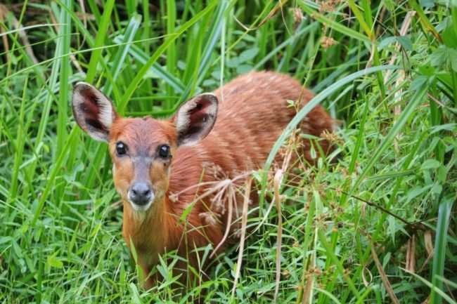 Sitatunga im Loango-Nationalpark