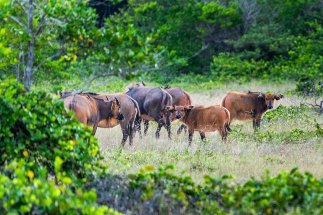 B&uuml;ffelherde im Loango-Nationalpark