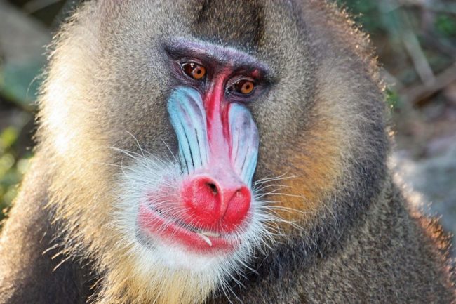L&auml;chelnde Gabunerin